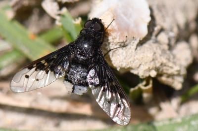 <i>Anthrax aethiops</i>