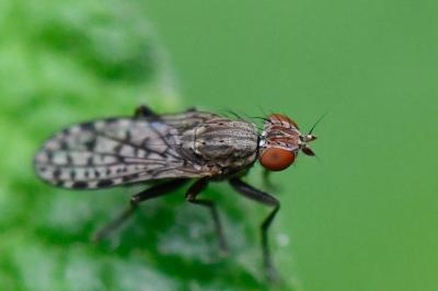 <i>Pherbellia schoenherri</i>