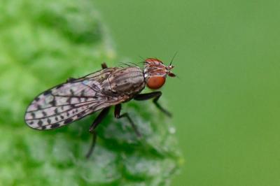<i>Pherbellia schoenherri</i>