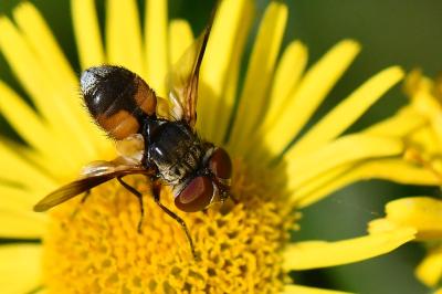 <i>Ectophasia crassipennis</i>