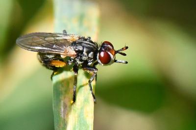 <i>Thecophora atra</i>