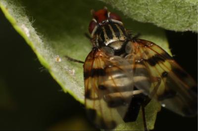 <i>Otites porcus</i>