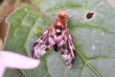 <i>Euleia heraclei</i>