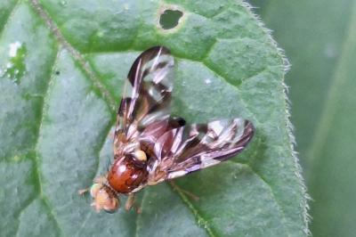 <i>Euleia heraclei</i>