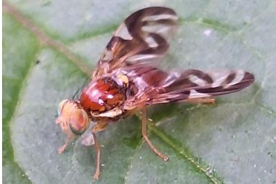 <i>Euleia heraclei</i>
