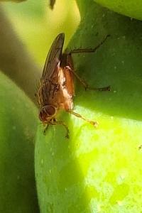 <i>Scathophaga stercoraria</i>