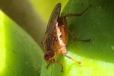<i>Scathophaga stercoraria</i>