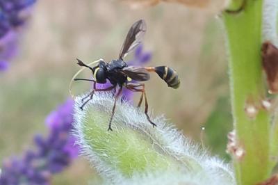 <i>Physocephala</i>