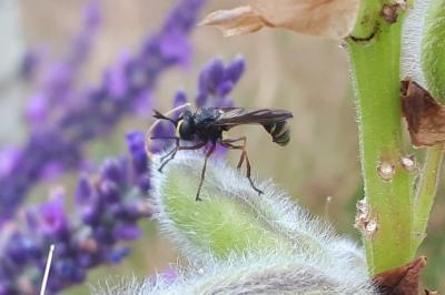 <i>Physocephala</i>