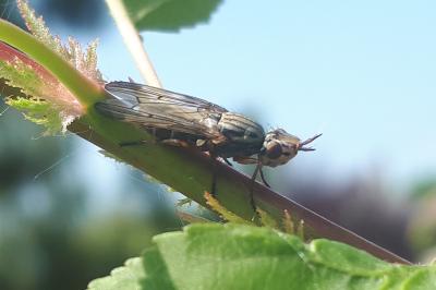 <i>Dorycera graminum</i>
