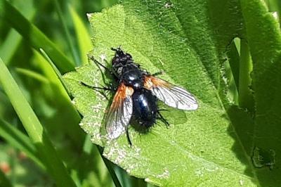 <i>Zophomyia temula</i>