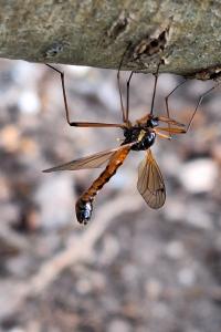 <i>Tanyptera atrata</i>