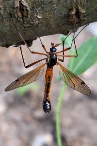 <i>Tanyptera atrata</i>