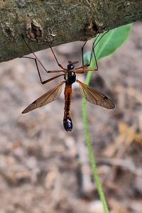 <i>Tanyptera atrata</i>