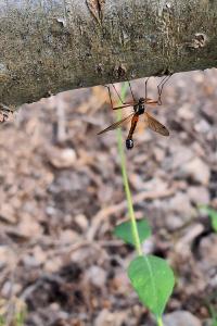 <i>Tanyptera atrata</i>
