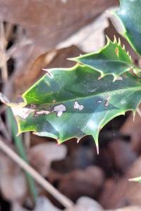 <i>Phytomyza ilicis</i>