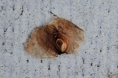 <i>Semudobia betulae</i>