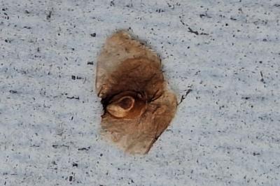 <i>Semudobia betulae</i>