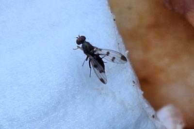 <i>Geomyza tripunctata</i>