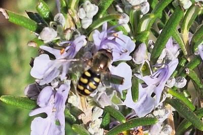 <i>Eupeodes luniger</i>