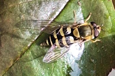 <i>Syrphus</i>