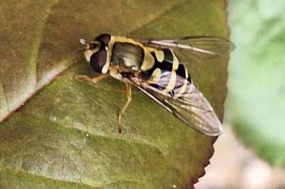 <i>Syrphus</i>