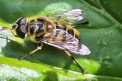 <i>Myathropa florea</i>