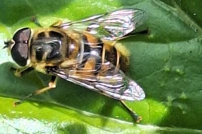 <i>Myathropa florea</i>