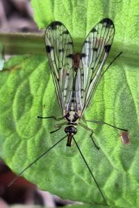 <i>Panorpa germanica</i>