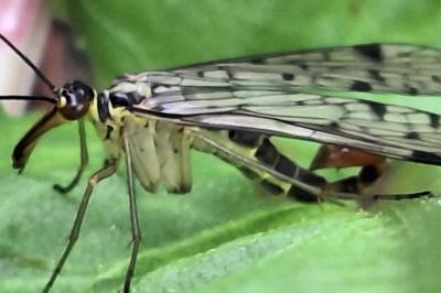 <i>Panorpa germanica</i>