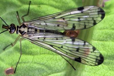 <i>Panorpa germanica</i>