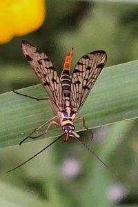 <i>Panorpa</i>