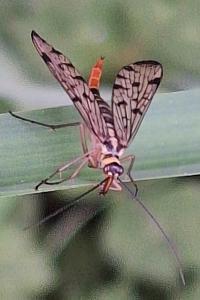 <i>Panorpa</i>