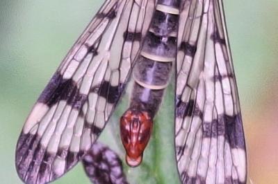 Mouche scorpion, Panorpe commune