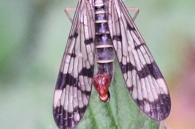 Mouche scorpion, Panorpe commune