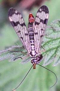 Mouche scorpion, Panorpe commune