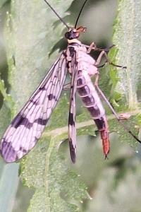Mouche scorpion, Panorpe commune