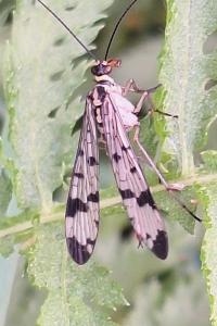 Mouche scorpion, Panorpe commune