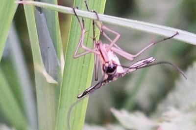 Mouche scorpion, Panorpe commune