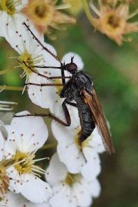 Empis marqueté
