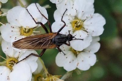 Empis marqueté