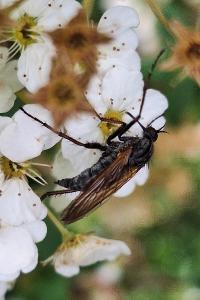 Empis marqueté