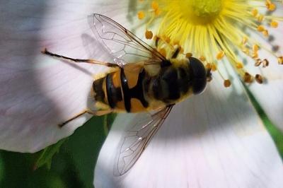 <i>Myathropa florea</i>