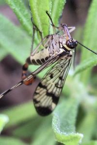 Mouche scorpion, Panorpe commune