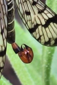 Mouche scorpion, Panorpe commune