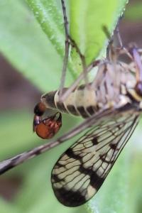Mouche scorpion, Panorpe commune