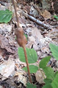 <i>Lasioptera rubi</i>