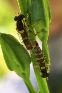 <i>Sphaerophoria scripta</i>