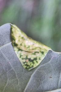 <i>Macrodiplosis pustularis</i>