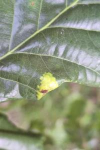 <i>Macrodiplosis pustularis</i>